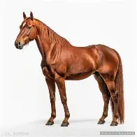 官网入口-开局满级头球全网求我别回国足笔趣阁